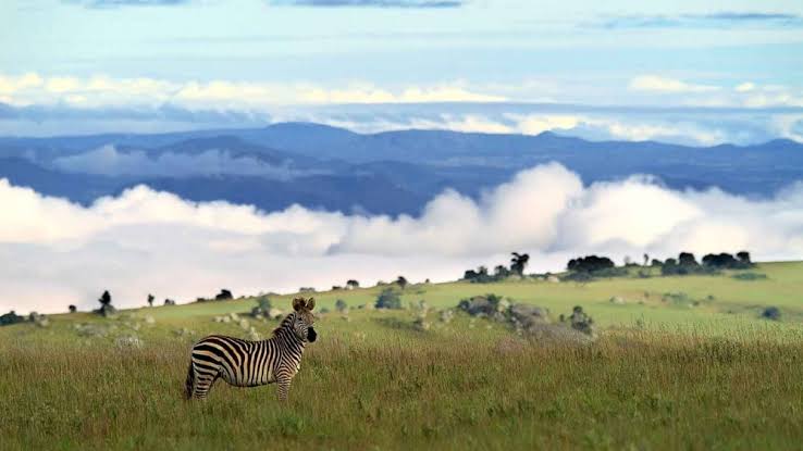 Nyika Plateau